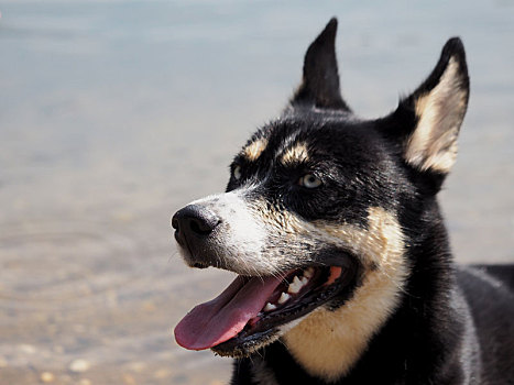 哈士奇犬,母狗