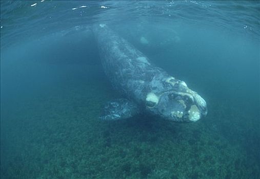 南露脊鲸,幼兽,母兽,水下,瓦尔德斯半岛,阿根廷