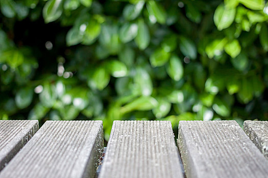 木桌子,绿色,灌木,背景