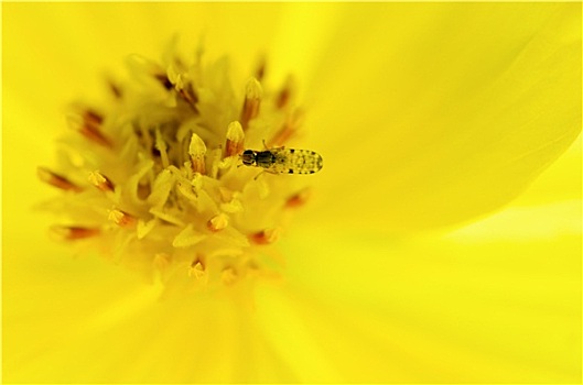 小,昆虫,饲料,黄色,花粉
