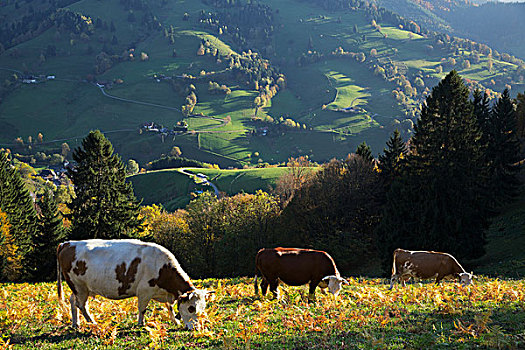母牛,放牧,高处,山谷,黑森林,德国