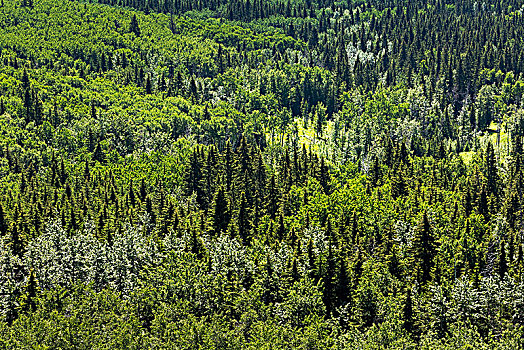 俯拍,山谷,树林,种类,树,卡纳纳斯基斯县,艾伯塔省,加拿大