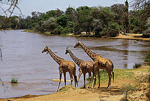 网纹长颈鹿,长颈鹿,成年,河,公园,肯尼亚