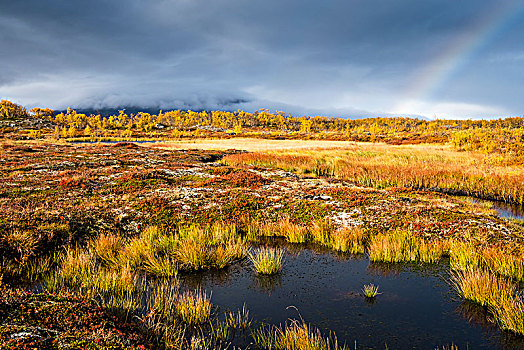 小,湖,秋景,彩虹,拉普兰,瑞典,欧洲