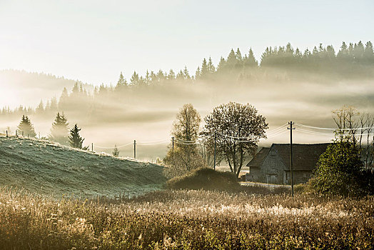 丘陵地貌,早晨,雾,秋天,黑森林,巴登符腾堡,德国,欧洲