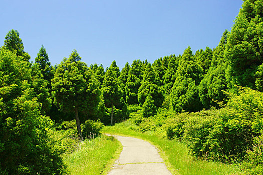 山,小路,熊本,日本