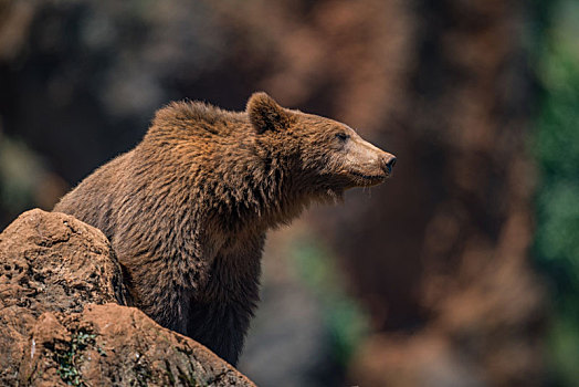棕熊,岩石上,模糊背景