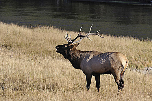 美国,怀俄明,公麋鹿,站立,靠近,河,黄石国家公园