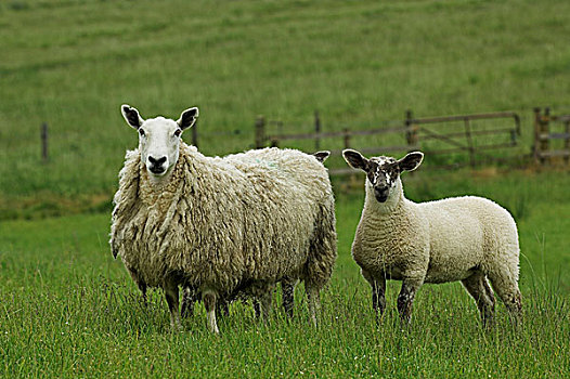 骡子,母羊,羊羔肉,脚,苏格兰边境