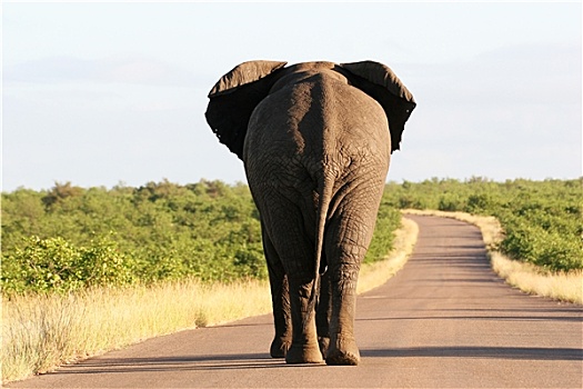 大,非洲象,走,途中