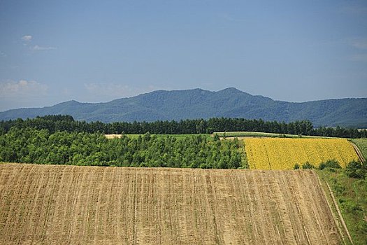 乡村风光,向日葵