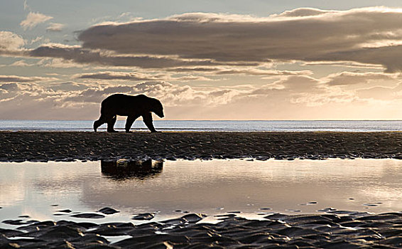 大灰熊,棕熊,潮汐,日出,卡特麦国家公园,阿拉斯加