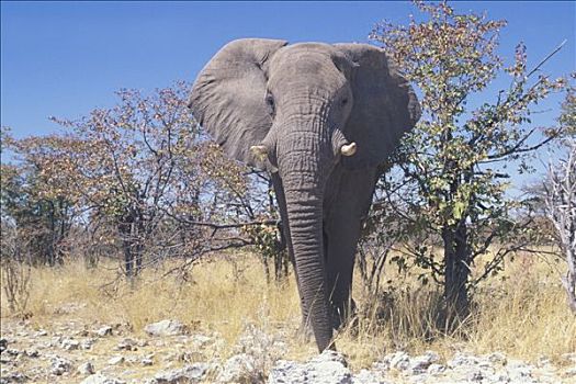 纳米比亚,埃托沙国家公园,大象,非洲象