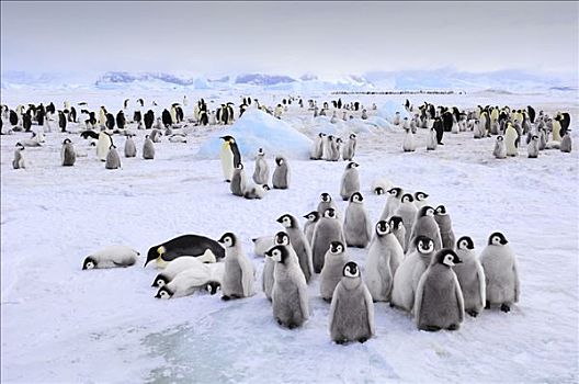 帝企鹅,生物群,雪丘岛,南极