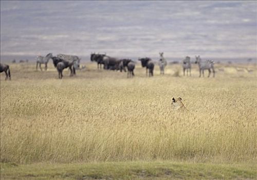 狮子,早晨,猎捕,看,捕食,恩戈罗恩戈罗火山口,坦桑尼亚