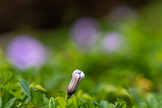 牵牛花特写