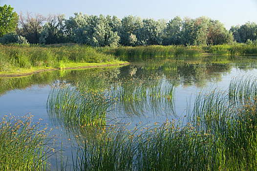 高草,湖,低湿地,国家野生动植物保护区,俄勒冈,美国