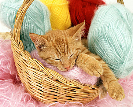 红色,家猫,小猫,睡觉,毛织品