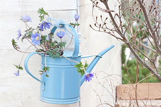 希腊银莲花,蓝色,洒水壶