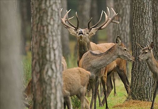 赤鹿,鹿属,鹿,树林,巴伐利亚,德国