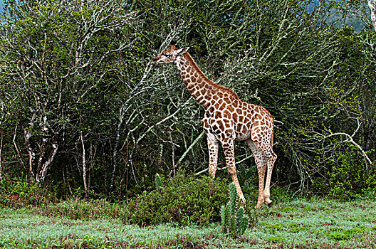 长颈鹿,禁猎区,南非