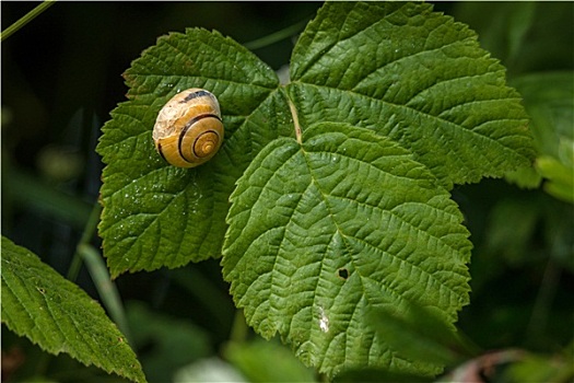 蜗牛,房子,绿叶