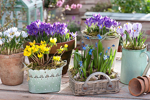 早春,桌子,安放,藏红花,紫色