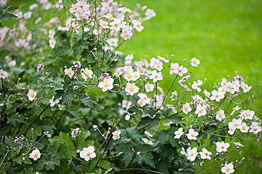 粉色,银莲花