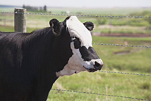 艾伯塔省,加拿大,母牛,旁侧,栅栏