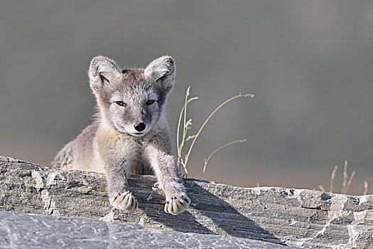 北极狐,狐属,幼兽,躺着,石头,国家公园,挪威,欧洲