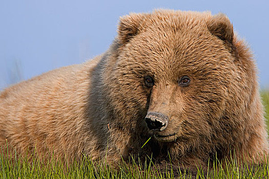 大灰熊,棕熊,休息,草丛,克拉克湖,国家公园,阿拉斯加