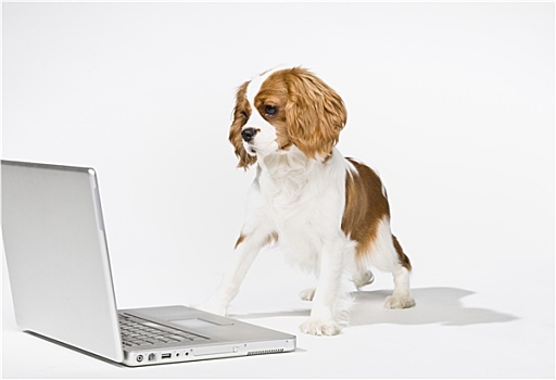 可爱,小狗,笔记本电脑