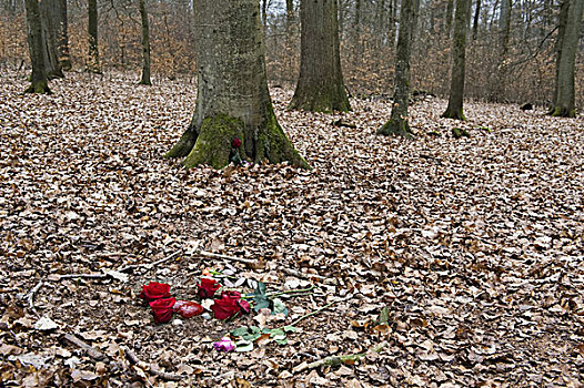 花,树林,埋葬,石荷州,德国