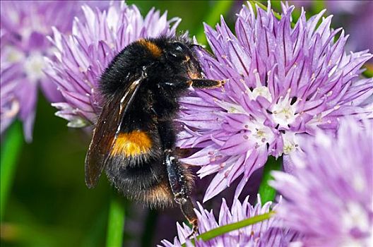 大黄蜂,熊蜂,收集,花粉,细香葱,北葱,花园,英格兰