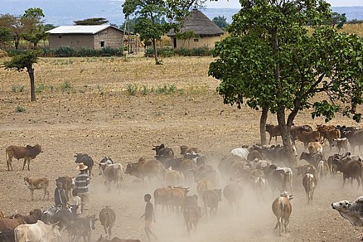 母牛,水潭,埃塞俄比亚
