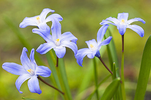 蓝色,绵枣儿属植物,开花