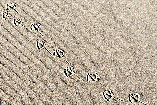 动物脚印,沙子,沙丘,泥滩,北海,北荷兰,荷兰