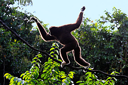 长臂猿,树上,新加坡,亚洲