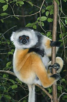 冕狐猴,树上,国家公园,马达加斯加