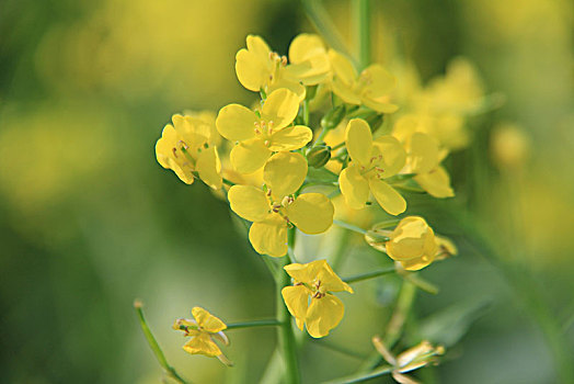 油菜花