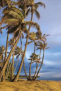 夏威夷,向风,海滩,公园,椰树,树,岸边