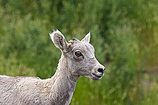 大角羊,羊羔,瓦特顿湖国家公园,艾伯塔省