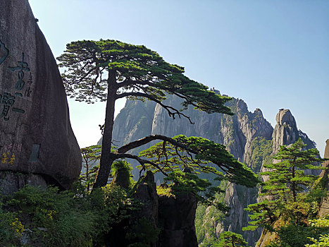 黄山迎客松