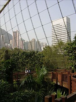 鸟,香港,动物,植物园,香港公园,中心,中国,亚洲