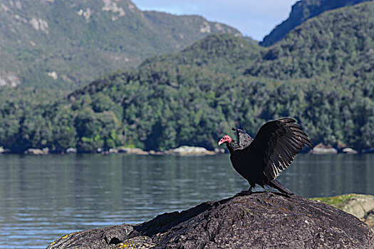 智利,群岛,国家公园,美洲鹫,红头美洲鹫,雨林