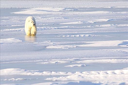 北极熊,走,冰,丘吉尔市,曼尼托巴,加拿大