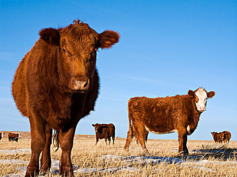 牲畜,红色,赫里福德,积雪,冬天,草场,艾伯塔省,加拿大
