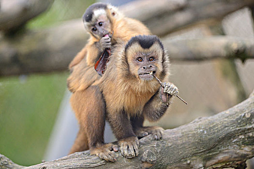 棕色卷尾猴,小动物