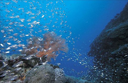 礁石,鱼群,鱼,海洋动物,女士,岛屿,澳大利亚,水下,海洋,动物