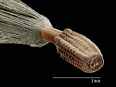种子,蒲公英,扫描,电子显微镜
